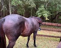 flashy-thoroughbred-horse