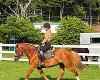 ability-haflinger-horse