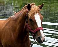 affectionate-haflinger-horse