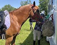 attention-haflinger-horse