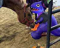 back-haflinger-horse