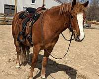 baths-haflinger-horse