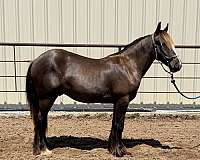 smokey-black-therapy-horse