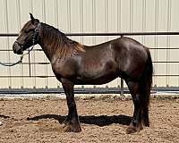 smokey-black-western-dressage-horse