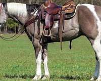 tobiano-horse