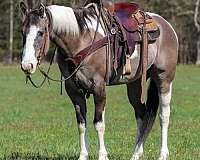 dun-tobiano-horse