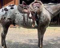 branding-appaloosa-horse