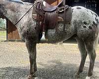 big-engine-appaloosa-horse