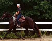 all-around-friesian-horse