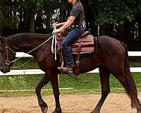 excellent-prospect-friesian-horse