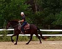 great-attitude-friesian-horse