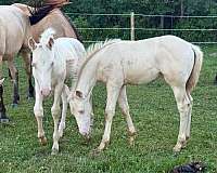 classical-azteca-horse