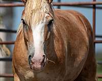 blaze-horse
