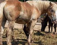 colt-haflinger-horse