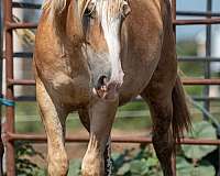 grade-haflinger-horse