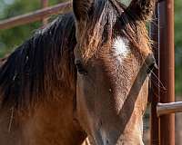 bay-haflinger-colt