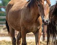 bay-colt-for-sale