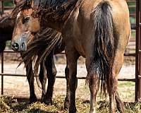 12-hand-haflinger-colt