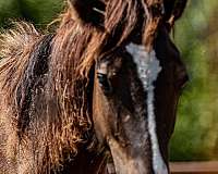 black-quarter-horse-colt