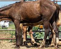 black-colt-for-sale