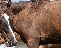 13-hand-quarter-horse-colt