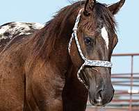 appaloosa-filly