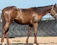 appaloosa-horse-for-sale