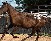 appaloosa-horse
