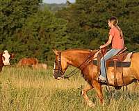 cross-bred-quarter-pony