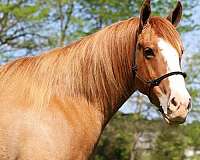 cross-bred-pony