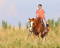 cross-bred-mare