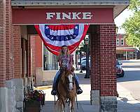 cow-pony-mare