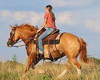 red-dun-cross-pony