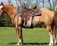 red-dun-finished-pony