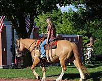 red-dun-halter-pony