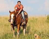 red-dun-mounted-patrol-pony