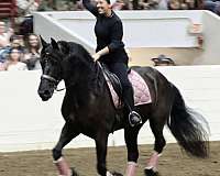 dressage-friesian-horse