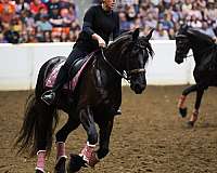 drill-team-friesian-horse