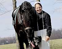 draft-friesian-horse