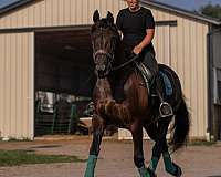 english-pleasure-friesian-horse