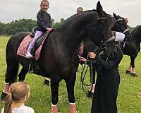 experienced-friesian-horse