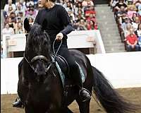 harness-friesian-horse