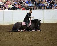 driving-friesian-horse