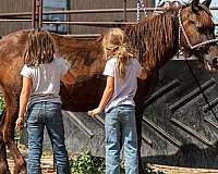 black-crossbred-pony-colt