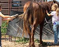 12-hand-crossbred-pony-colt