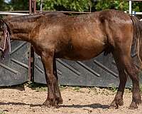 cross-project-curly-horse