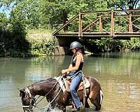 all-pinto-pony