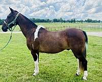 any-rider-pinto-pony