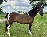 anything-pinto-pony