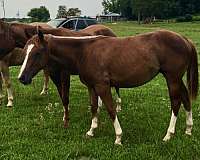 red-roan-filly-yearling